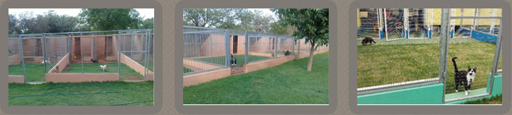 Snowpine Kennels & Catter superb facilities and staff