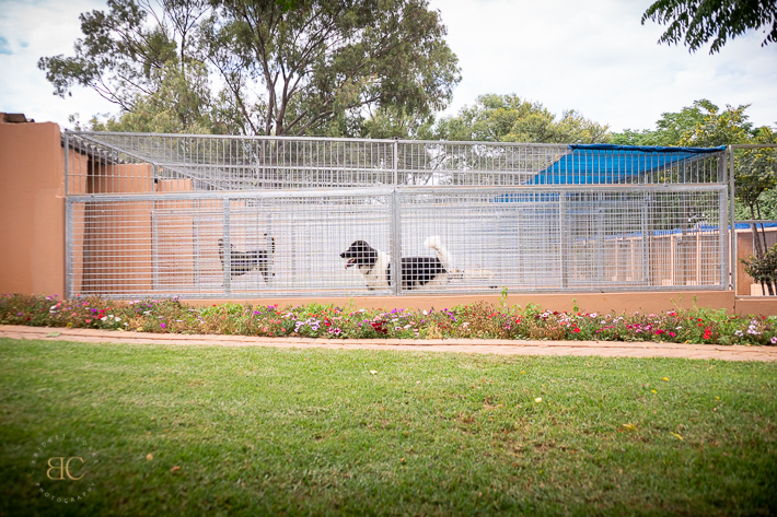 Snowpine Kennels & Cattery